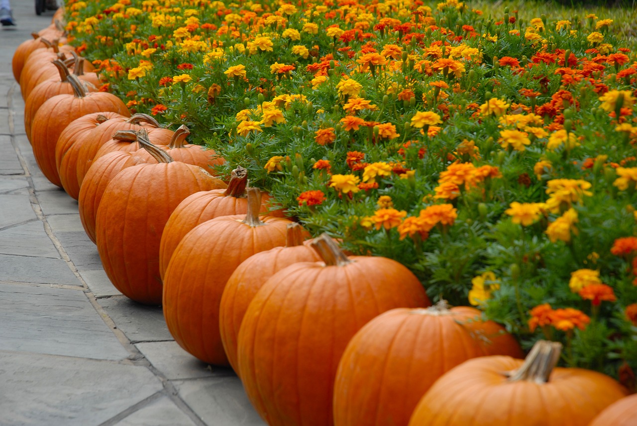 Pumpkin Shows Promise for Prostate Problems
